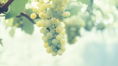 Illustration whites - Image 1