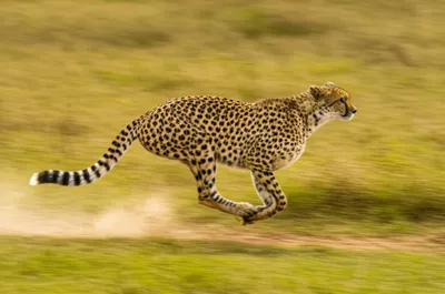 Illustration screams - Image 1