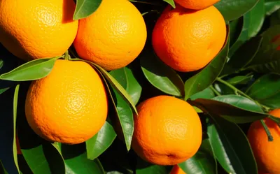 Illustration mandarines - Image 1