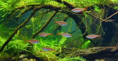 Illustration anhingas - Image 1