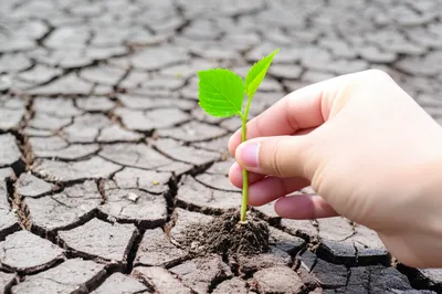 Illustration withdrew