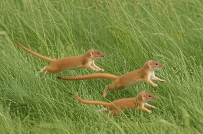 Illustration weasels - Image 1