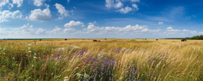 Illustration meadowland