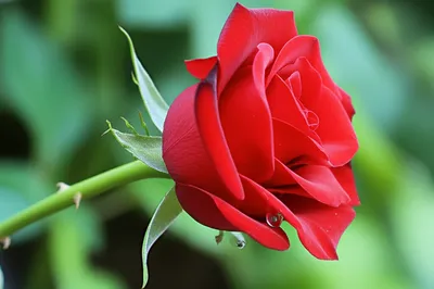 Illustration blooded - Image 1