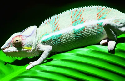 Illustration true to form - Image 1