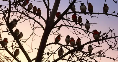 Illustration roost - Image 1