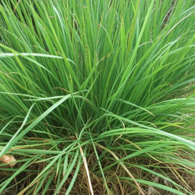 Illustration bluegrass - Image 1