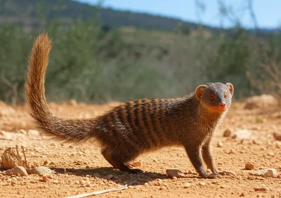 Illustration ichneumons - Image 1