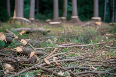 Illustration slant - Image 1