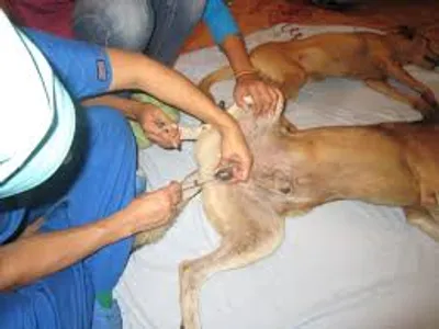 Illustration fix - Image 3