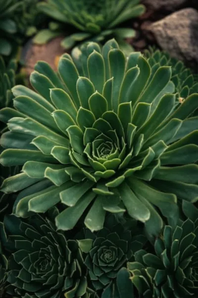 Illustration rosettes - Image 1