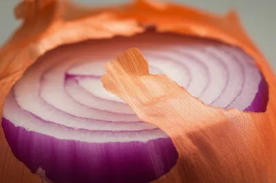 Illustration shell - Image 1