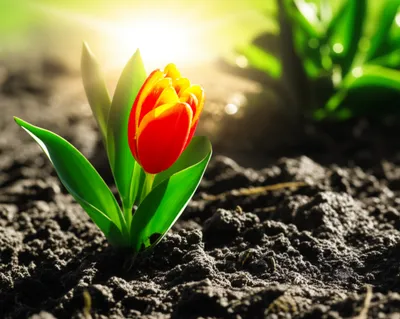 Illustration hadst - Image 1