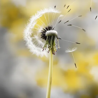 Illustration squanders - Image 2