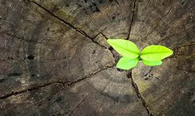 Illustration resurgent - Image 2