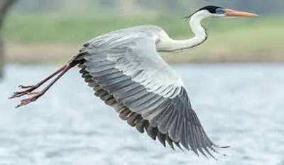 Illustration heron - Image 2