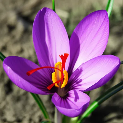 Illustration crocus - Image 1