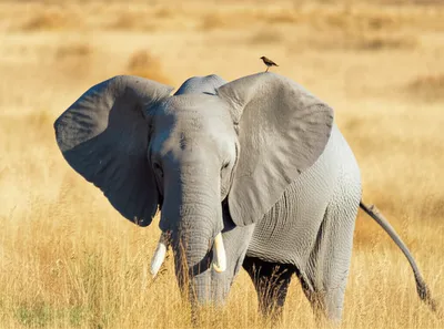 Illustration has - Image 1