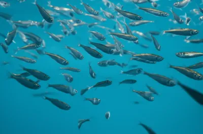 Illustration brit - Image 1