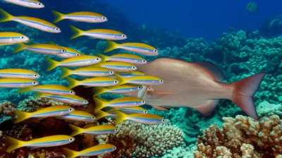 Illustration fusiliers - Image 1