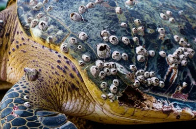 Illustration scabby - Image 1