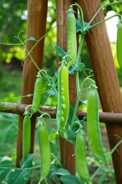 Illustration peas - Image 1