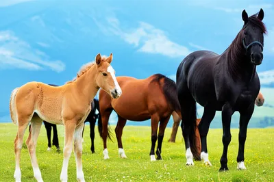 Illustration horses - Image 1