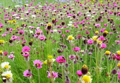 Illustration promiscuous - Image 1