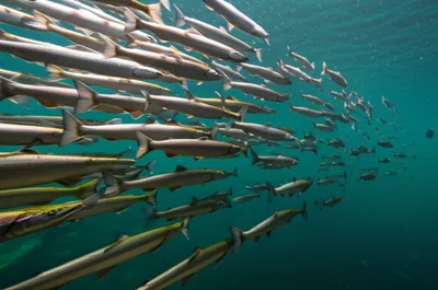 Illustration run - Image 1