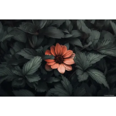 Illustration overlaying - Image 1