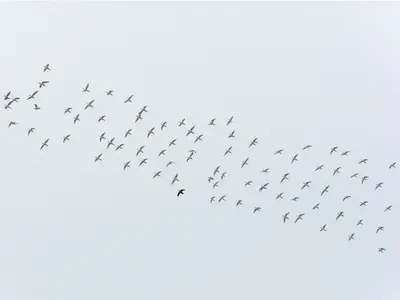 Illustration disbanded