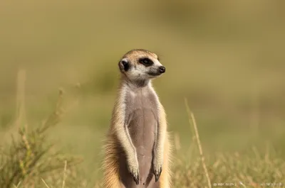 Illustration alert - Image 1