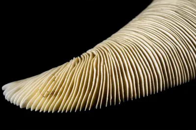 Illustration horn - Image 1