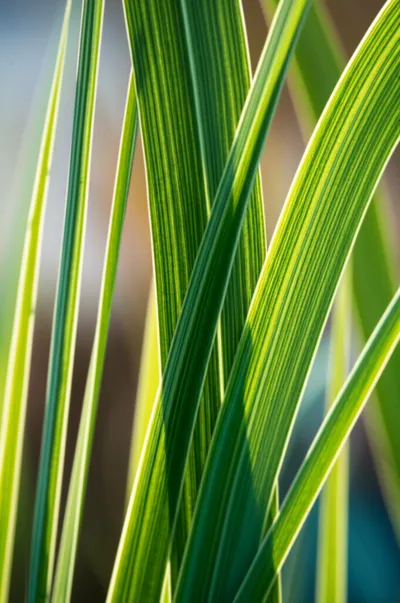 Illustration reed - Image 1