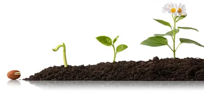 Illustration chronologically - Image 1