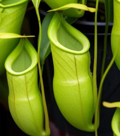 Illustration bladders - Image 1