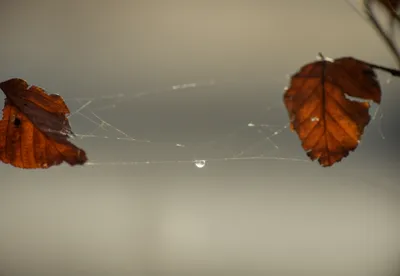 Illustration tenuous - Image 1