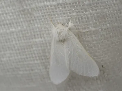 Illustration muslin - Image 1