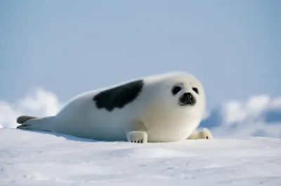 Illustration saddler - Image 1