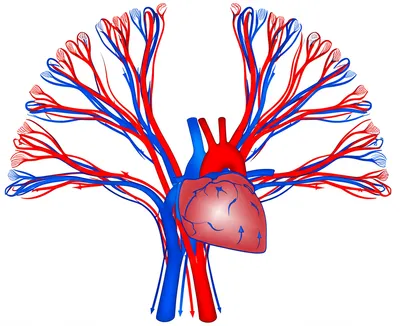 Illustration veins - Image 1
