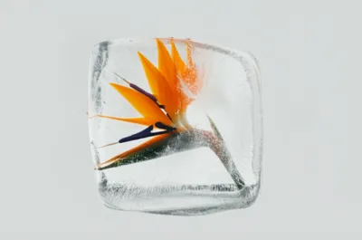 Illustration inclusion - Image 1