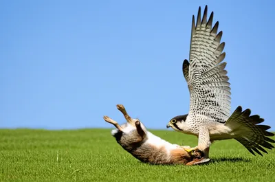 Illustration ruffs - Image 1