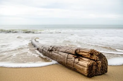 Illustration driftwood - Image 1