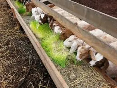 Illustration fodder - Image 2