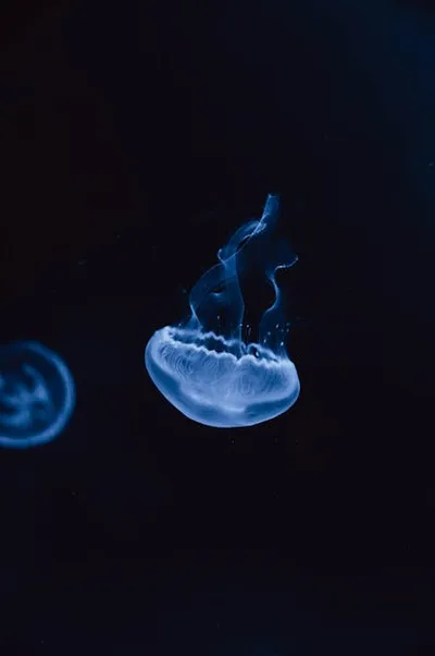 Illustration medusa - Image 2