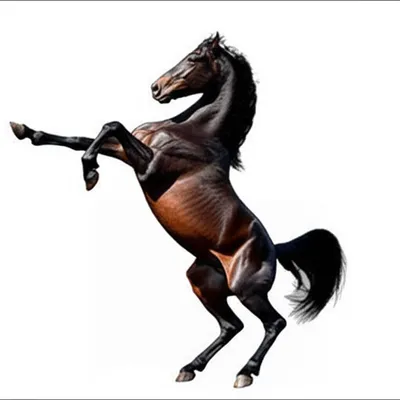 Illustration reared - Image 1