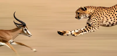 Illustration snatches