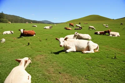 Illustration pasture - Image 1