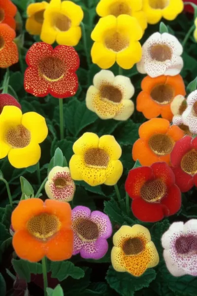 Illustration mimulus - Image 1