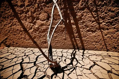 Illustration cling - Image 1